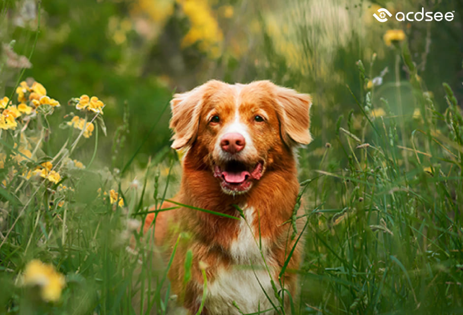 ACDSee Photo Studio for Mac 8 เครื่องมือจัดการและตกแต่งภาพครบวงจรสำหรับชาว Mac